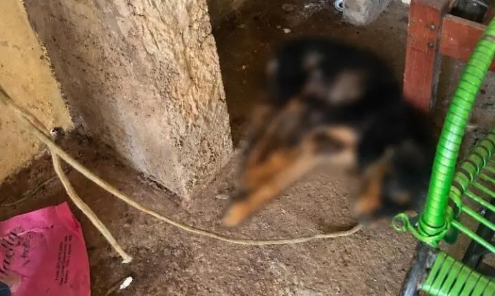 Prefeitura e Polícia atuam em conjunto no resgate de animal vítima de maus-tratos no Jardim Itamarati