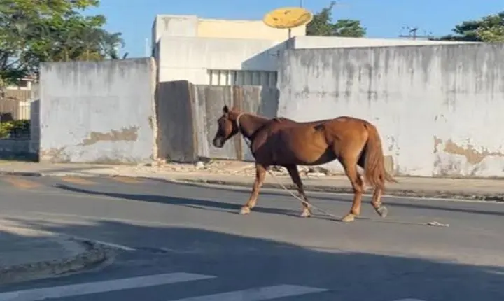 Prefeitura explica como funciona o processo de apreensão de animais soltos nas ruas de Três Lagoas