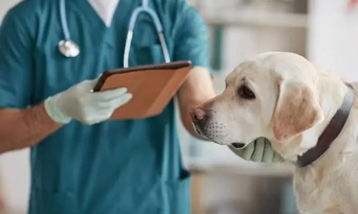 Prefeitura integra atendimento veterinário às ações do Consultório na Rua em Três Lagoas