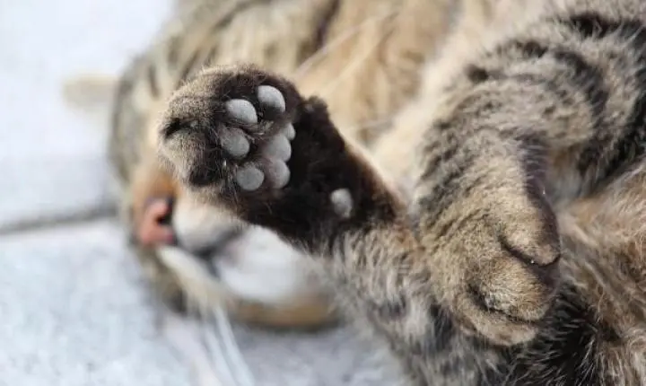 Prefeitura lembra que serviço gratuito de coleta de animais mortos evita contaminação e riscos à saúde