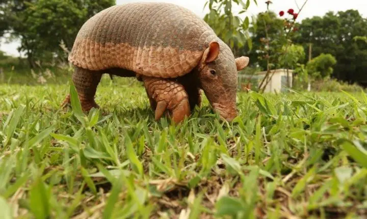 Prefeitura promove ação de conscientização ambiental em comemoração ao Dia do Tatu-Canastra
