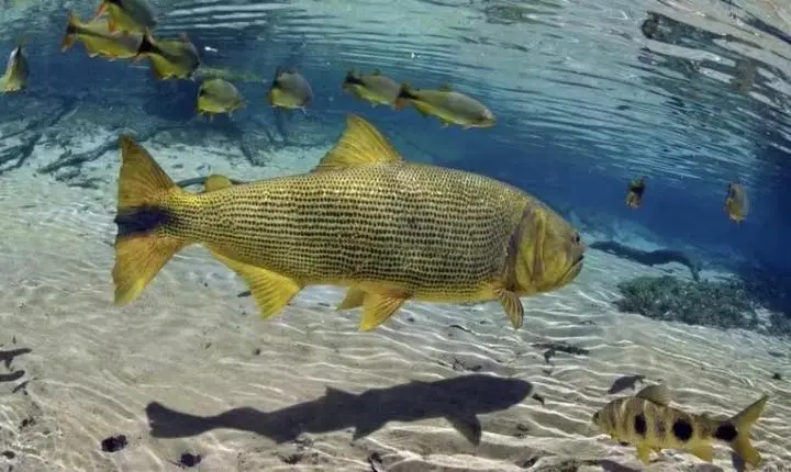 'Rei do Rio': por que este peixe não pode ser pescado em MS; multa chega a R$ 5 mil