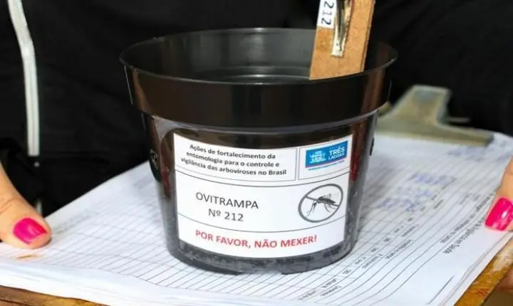 Três Lagoas registra mais de 12 mil ovos de Aedes aegypti coletados em ovitrampas
